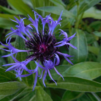 Centaurea montana 'Coerulea'