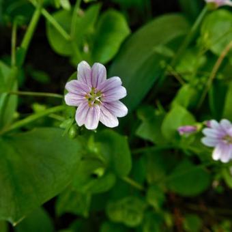 Claytonia sibirica