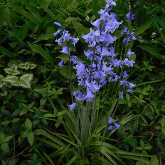 Hyacinthoides hispanica