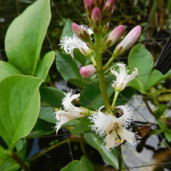 Menyanthes trifoliata