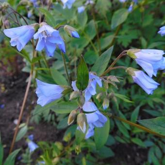 Polemonium reptans 'Blue Pearl'