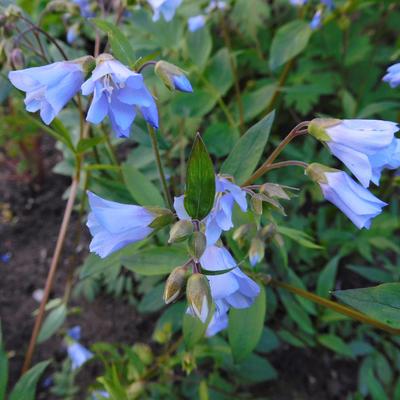 Jacobsladder, Griekse valeriaan - Polemonium reptans 'Blue Pearl'