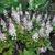 Tiarella cordifolia 'Oakleaf'