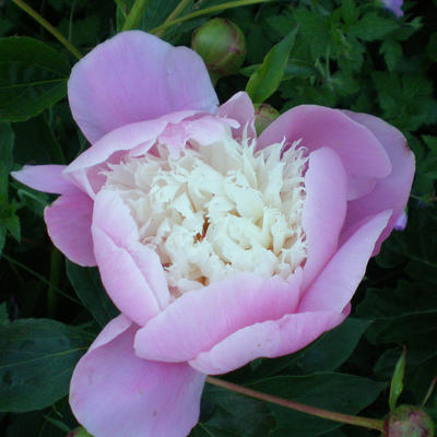 Pioen - Paeonia lactiflora 'Bowl of Beauty'