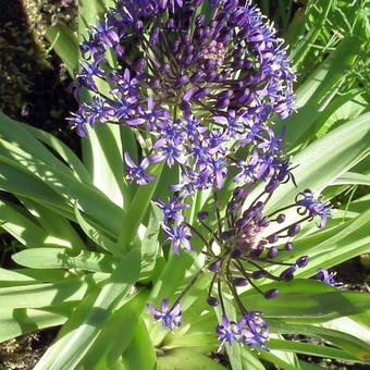 Scilla peruviana