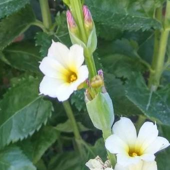 Sisyrinchium striatum