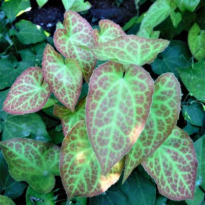 Elfenbloem - Epimedium x versicolor 'Sulphureum'