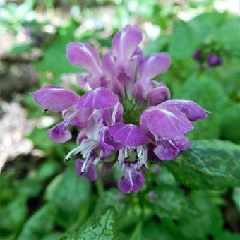 Lamium maculatum 'Beacon Silver'