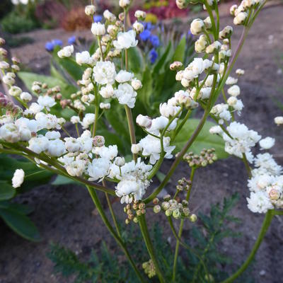 Knolspirea - Filipendula vulgaris 'Plena'