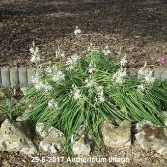 Anthericum liliago