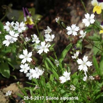 Silene alpestris