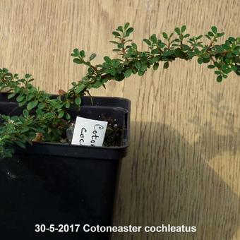 Cotoneaster cochleatus