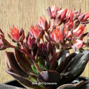 Echeveria