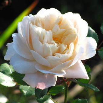 Rosa 'Crocus Rose'