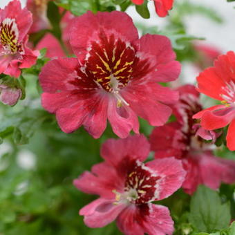 Schizanthus wisetonensis