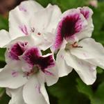 Pelargonium 'Cézanne' - Geranium