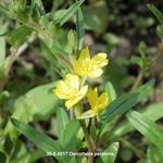 Oenothera perennis - Dwergteunisbloem