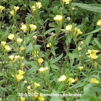 Oenothera perennis