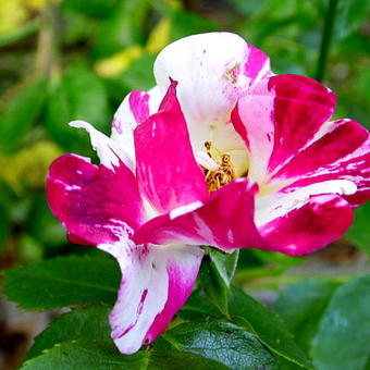 Rosa 'Purple Splash'