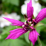 Geranium x oxonianum 'Catherine Deneuve' - Ooievaarsbek - Geranium x oxonianum 'Catherine Deneuve'