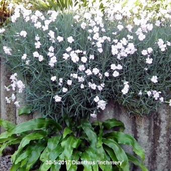 Dianthus 'Inchmery'