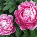 Paeonia lactiflora 'Victoire de la Marne' - Pioen