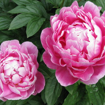 Pioen - Paeonia lactiflora 'Victoire de la Marne'