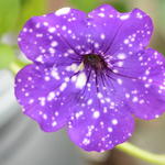 Petunia 'Night Sky' - Petunia