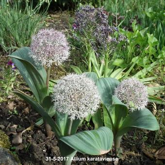 Allium karataviense