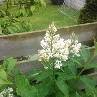 Syringa x josiflexa 'Agnes Smith'