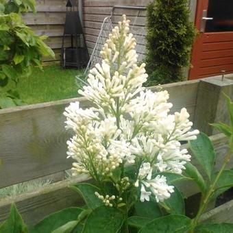 Syringa x josiflexa 'Agnes Smith'