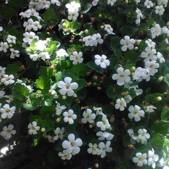 Sutera cordata 'Snowflake'