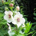 Verbascum blattaria f. albiflorum - Mottenkruid