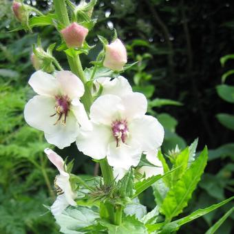 Verbascum blattaria f. albiflorum