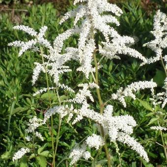 Astilbe japonica 'Washington'