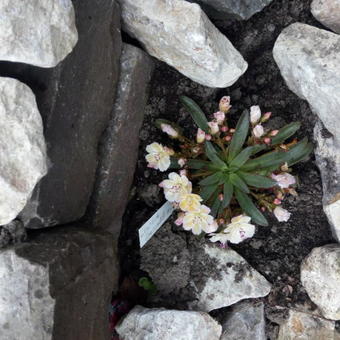 Lewisia longipetala 'LITTLE Mango'