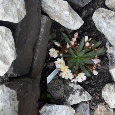 Bitterkruid - Lewisia longipetala 'LITTLE Mango'