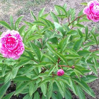 Paeonia lactiflora 'Bunker Hill'