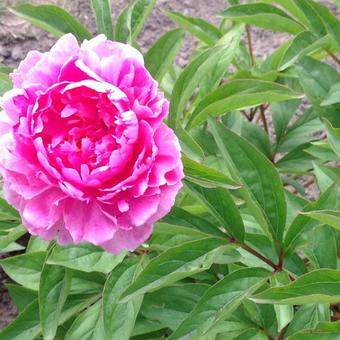 Paeonia lactiflora 'Bunker Hill'