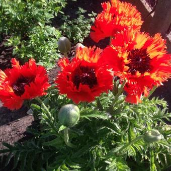 Papaver orientale 'Türkenlouis'