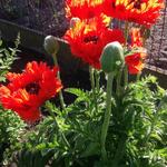 Papaver orientale 'Türkenlouis' - Oosterse papaver