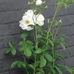 Rosa 'Climbing Schneewittchen' - Roos, Klimroos