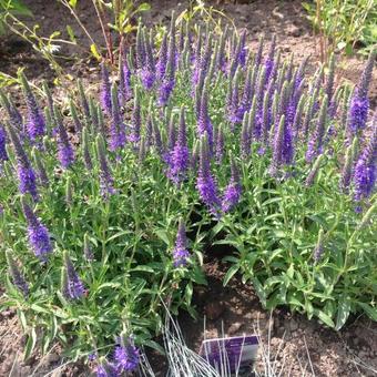 Veronica 'Baby Blue'