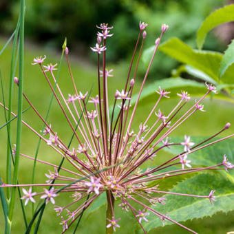 Allium schubertii