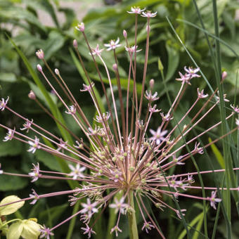 Allium schubertii