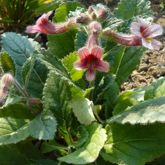 Rehmannia henryi