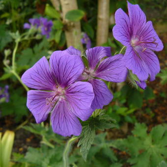 Geranium magnificum