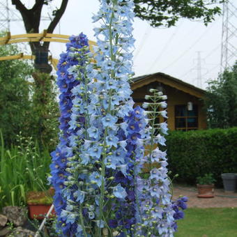 Delphinium 'Blue Bird'