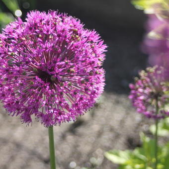 Allium aflatunense