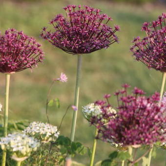 Allium atropurpureum